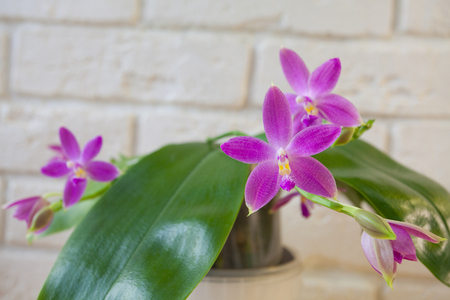 Beautiful rare orchid in a pot on a white  backgroundの写真素材