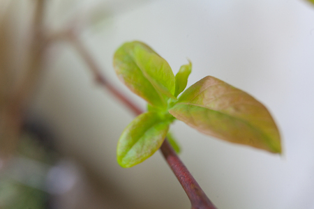 branch with young green sprouts in the spring on a blurred backgroundの写真素材