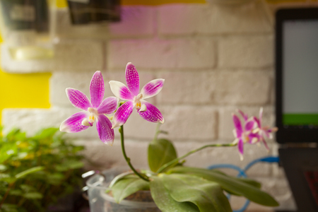 Beautiful rare orchid in a pot on a blurred backgroundの写真素材