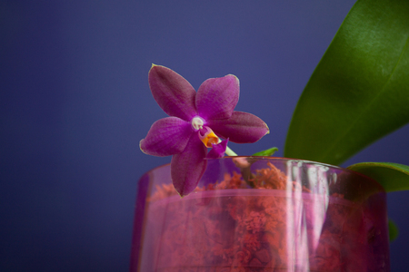 Beautiful rare orchid in a pot on a blue backgroundの写真素材