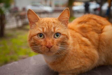 little beautiful cat on a blurred backgroundの写真素材