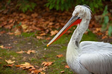 beautiful cute pelican stands on the grass in autumn in the forestの写真素材