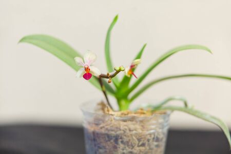 Beautiful rare orchid in a pot on a blurred backgroundの写真素材