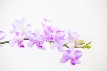 Beautiful rare orchid in a pot on a White  backgroundの写真素材
