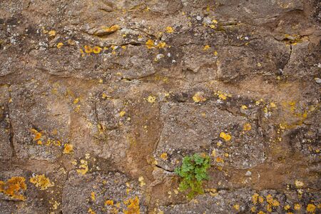 Beautiful background image with a brick wall and mossの写真素材