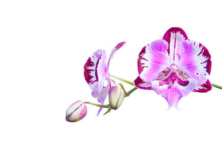 Beautiful rare orchid in a pot on a white backgroundの写真素材