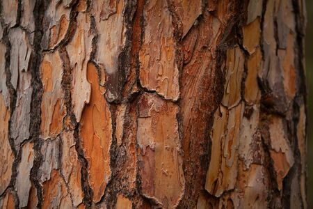 Beautiful brown background of pine bark without people