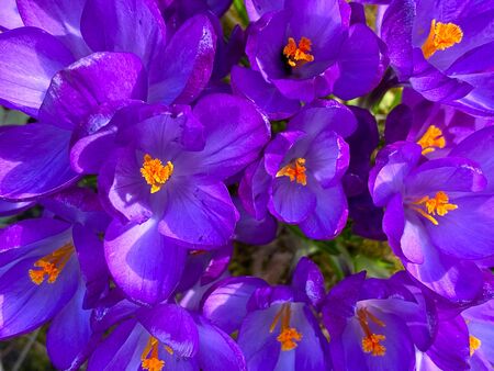 beautiful background image of spring blooming crocuses in the garden