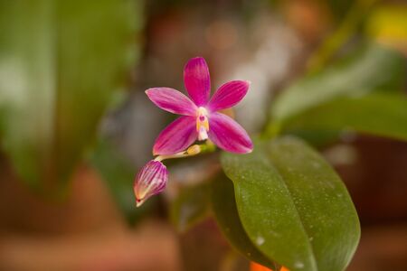 Beautiful rare orchid in a pot on a blurred background