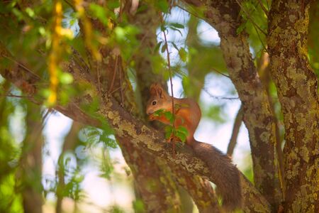 Beautiful red american squirrel sitting in the forestの写真素材
