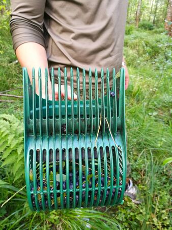 harvesting blueberries in the forest with a handheld harvesterの写真素材