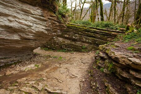 beautiful forest mountain landscape in autumn in sochi in a boxwood groveの写真素材