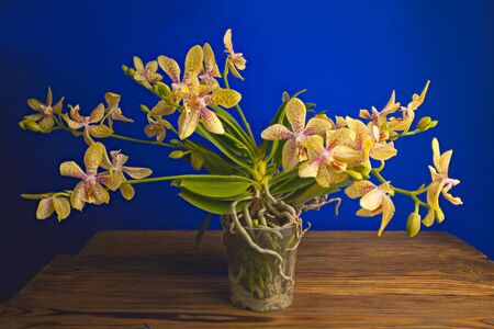 Beautiful rare orchid in a pot on a blue backgroundの写真素材