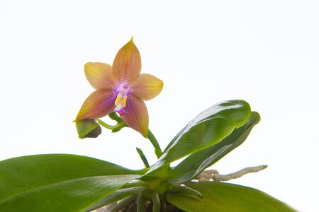 Beautiful rare orchid in a pot on aWhite backgroundの写真素材