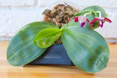 Beautiful rare orchid in a pot on a blurred backgroundの写真素材