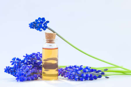 Essential oil of a muscari flower on a table in a beautiful bottleの写真素材