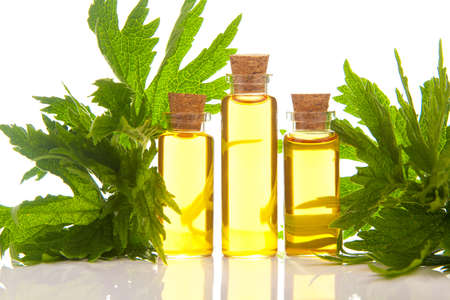 motherwort essential oil in a beautiful bottle on the White backgroundの写真素材