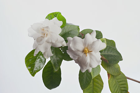 beautiful white flower gardenia on a White backgroundの写真素材