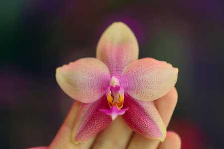Beautiful rare orchid in pot on backgroundの写真素材