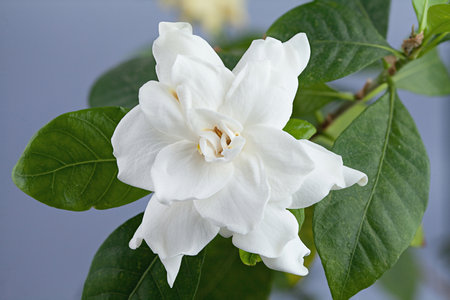 beautiful white flower gardenia on a gray backgroundの写真素材