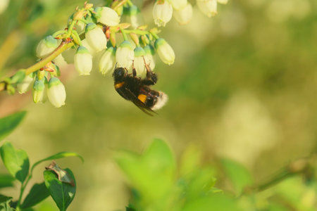 insects pollinate blueberries in the spring