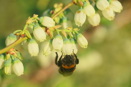 insects pollinate blueberries in the spring