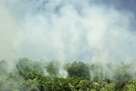 Smoke from treesの写真素材