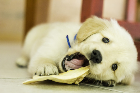 Golden Retriever puppy playing with boneの写真素材