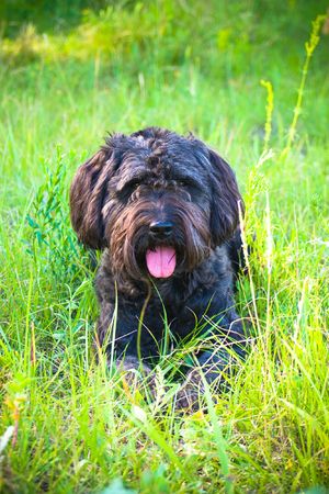 A black terrier looks submissivelyの写真素材