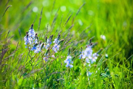 Herbs and flowers in summerの写真素材
