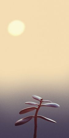 plant on the background of the rising sunの写真素材