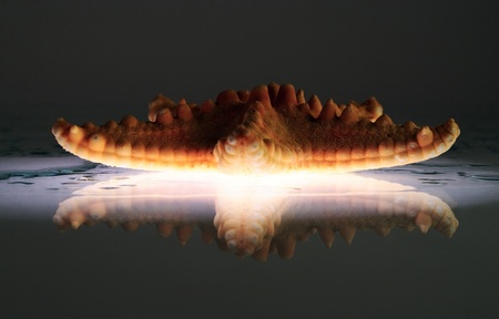 starfish-like spaceshipの写真素材