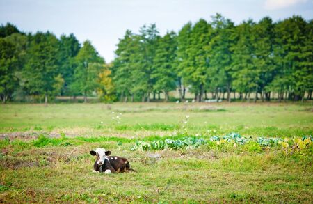 calf on the field chewing grass and forest in the distanceの写真素材
