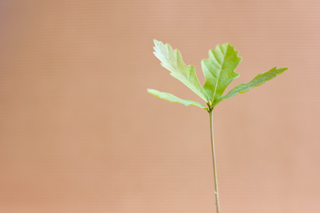 Young oak tree sprout in paper pot