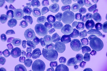 amazing salt crystals under the microscopeの写真素材