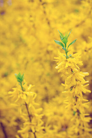 juicy spring greens and yellow flowersの写真素材
