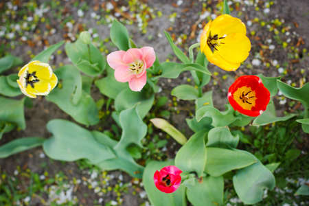 bright spring flowers and lush foliageの写真素材