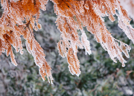Frosty winter day, the ice crystals on the branches