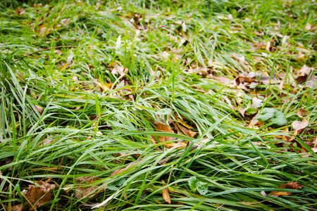 Young juicy bright green vegetationの写真素材