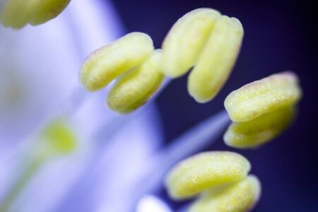 plants pollen under a microscopeの写真素材