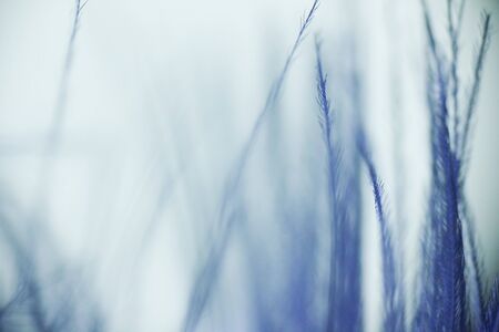 bird feather under the microscopeの写真素材