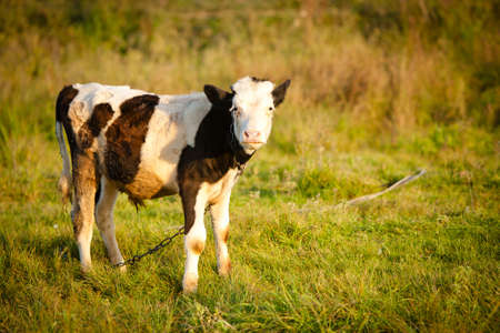 sad calf on a leash looksの写真素材