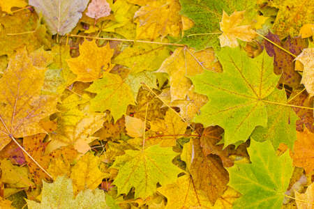 bright autumn leaves that are covered with frost