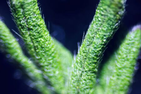 plant under the microscope, branches, thorns