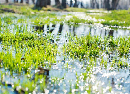 spring grass in the water with the reflection of sunlightの写真素材