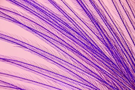 bird feather under the microscopeの写真素材