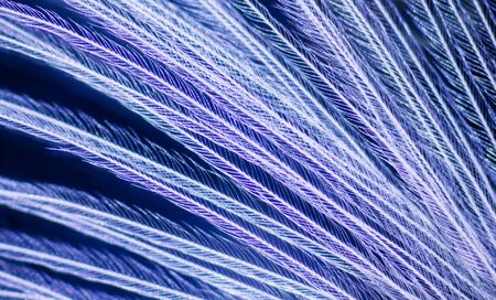 bird feather under the microscopeの写真素材