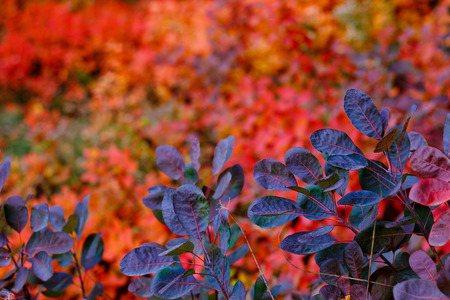 bright autumn leaves, golden autumn, fairy-tale nature
