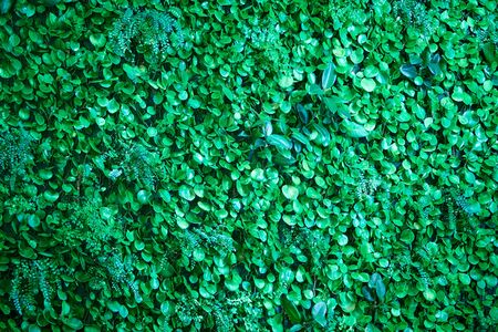 Deciduous wall with fern and ficus shot closeupの写真素材