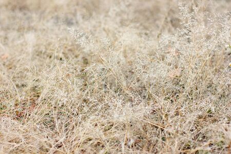 dry grass background, plant texture, thin dry stemsの写真素材